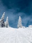雪地松柏