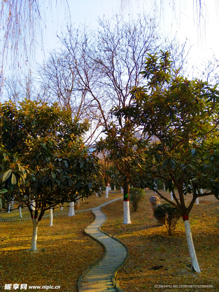 夕阳下的树林风景