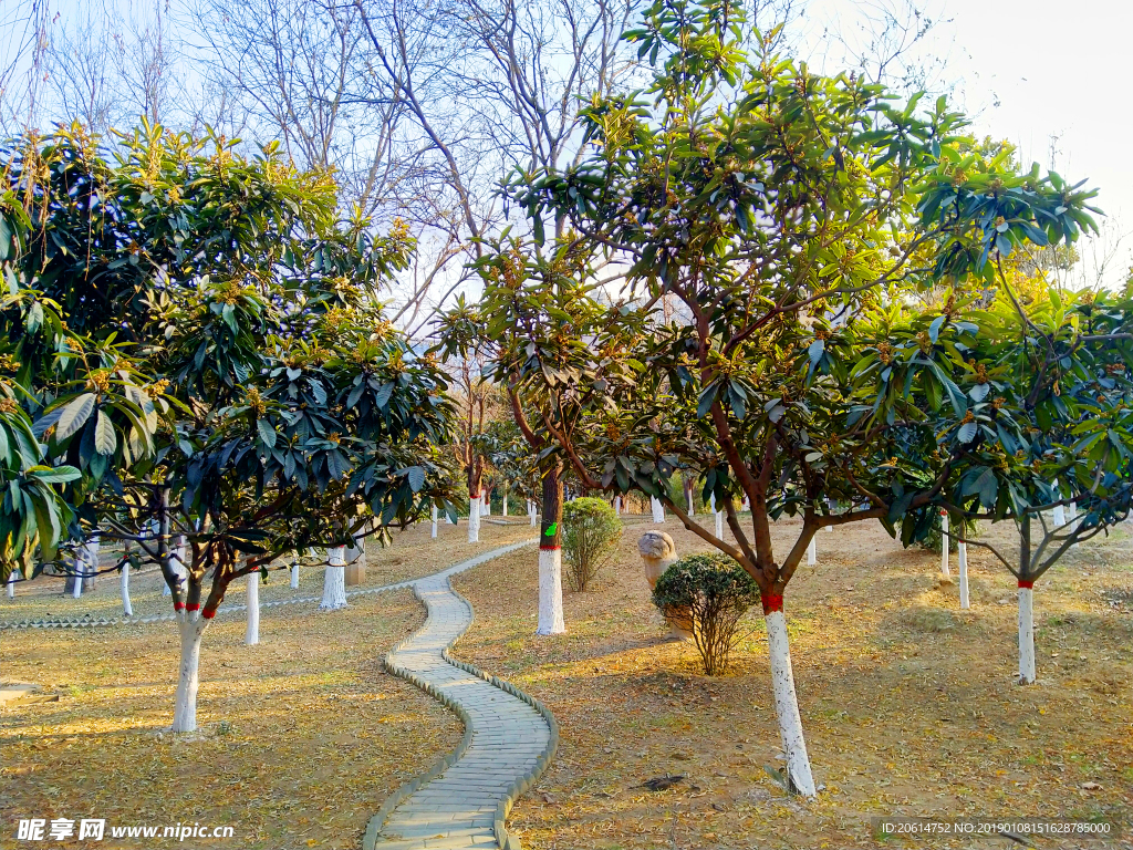 夕阳下的公园风景