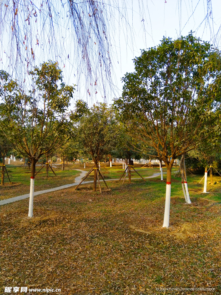 夕阳下的校园风景