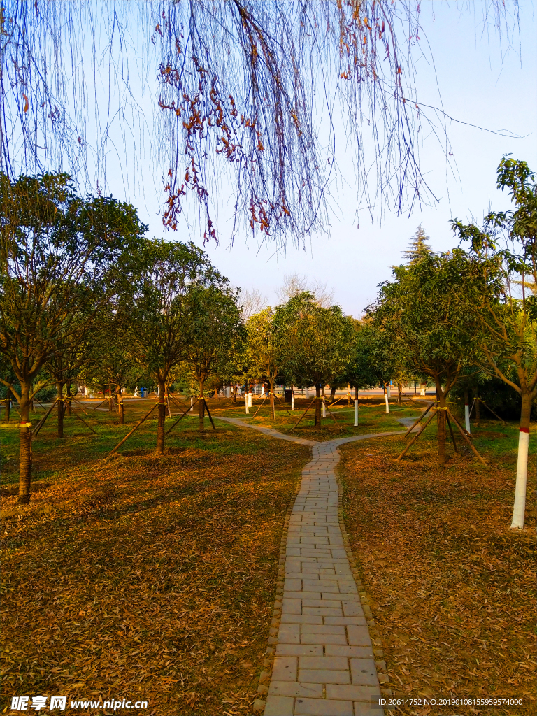 美丽的校园风景
