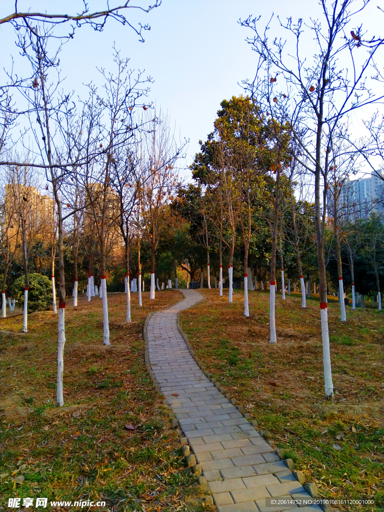 日暮下的树林风景