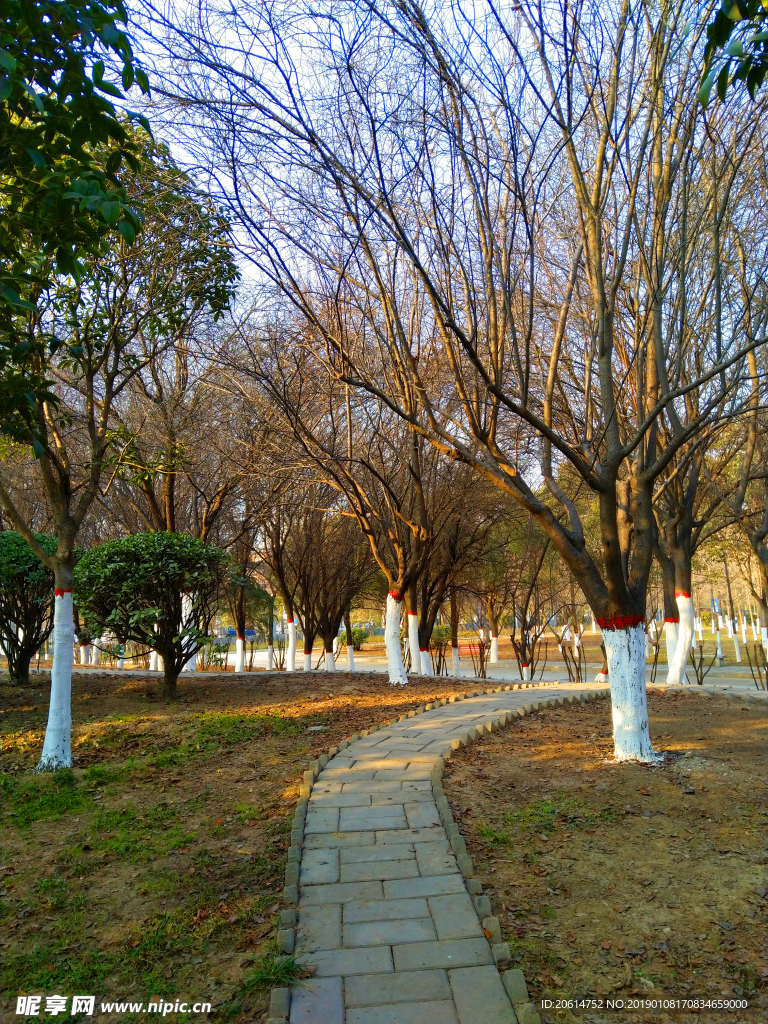 夕阳下的公园风景