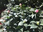 山茶花