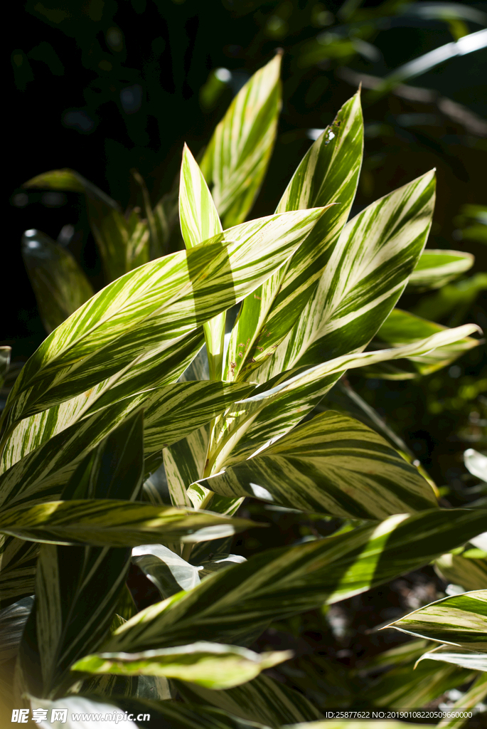 变叶木 斑叶子 植物叶