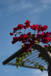杜鹃花 花 红花 黄花