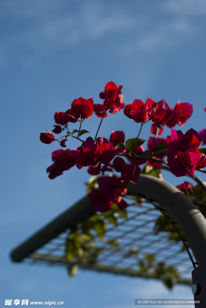 杜鹃花 花 红花 黄花