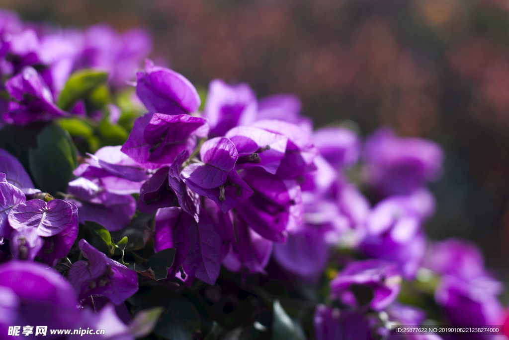 叶子花 光叶子花 苞花 花朵