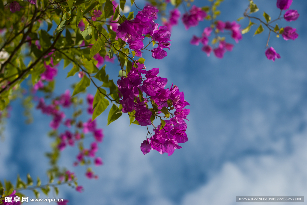 叶子花 光叶子花 苞花 花朵