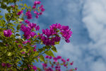 叶子花 光叶子花 苞花 花朵