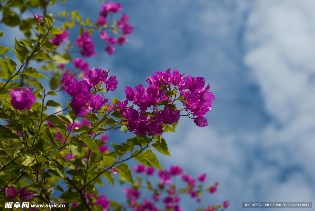 叶子花 光叶子花 苞花 花朵