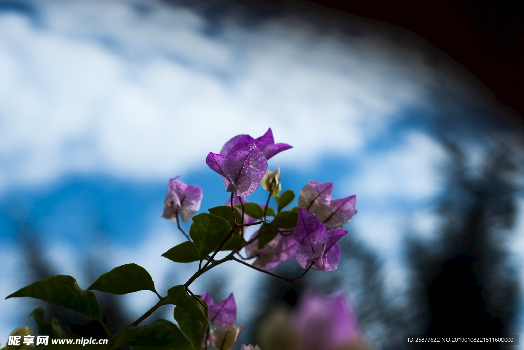 叶子花 光叶子花 苞花 花朵