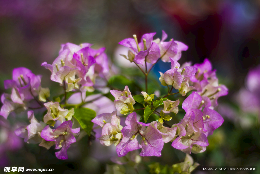 叶子花 光叶子花 苞花 花朵