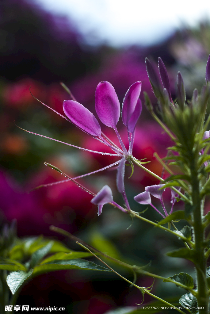 叶子花 光叶子花 苞花 花朵