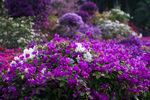 叶子花 光叶子花 苞花 花朵