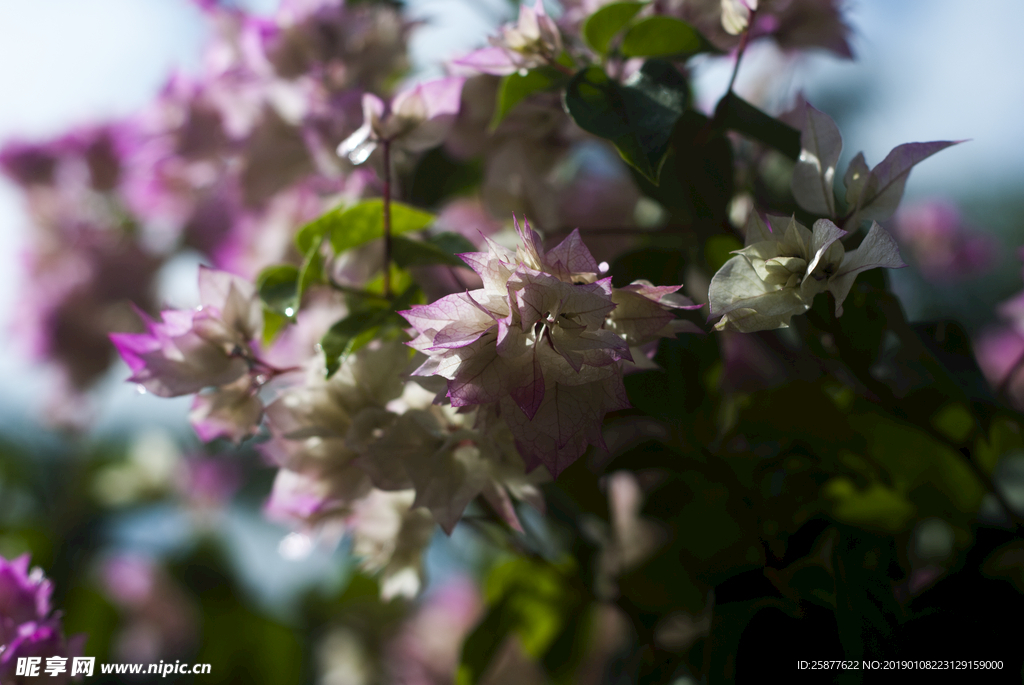 叶子花 光叶子花 苞花 花朵