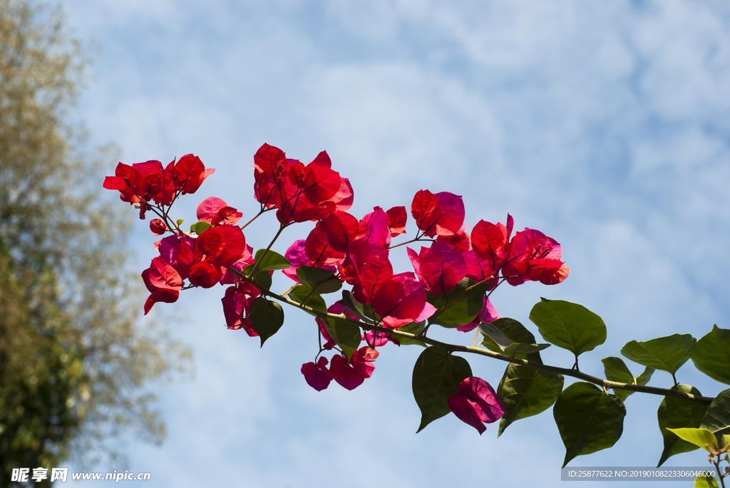 叶子花 光叶子花 苞花 花朵