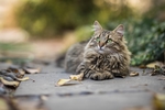 可爱的小猫