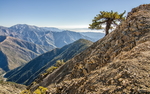 荒山小树
