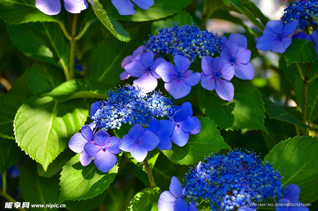 紫滕花