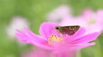木棉花