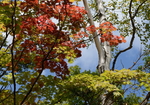 枫树