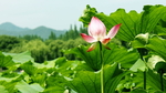 荷花