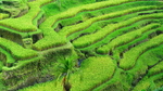 稻田