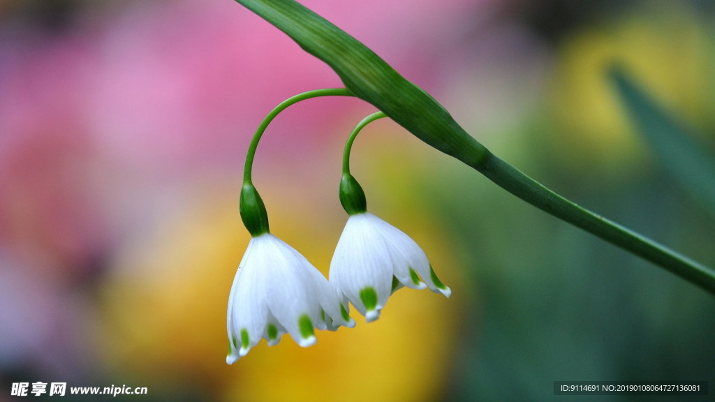 风铃花