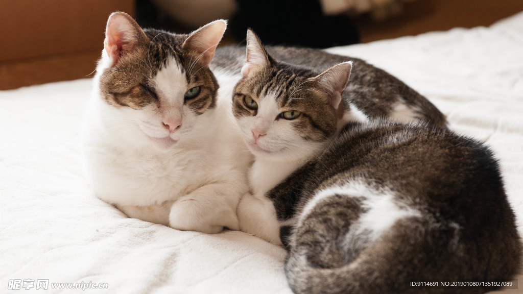 小猫