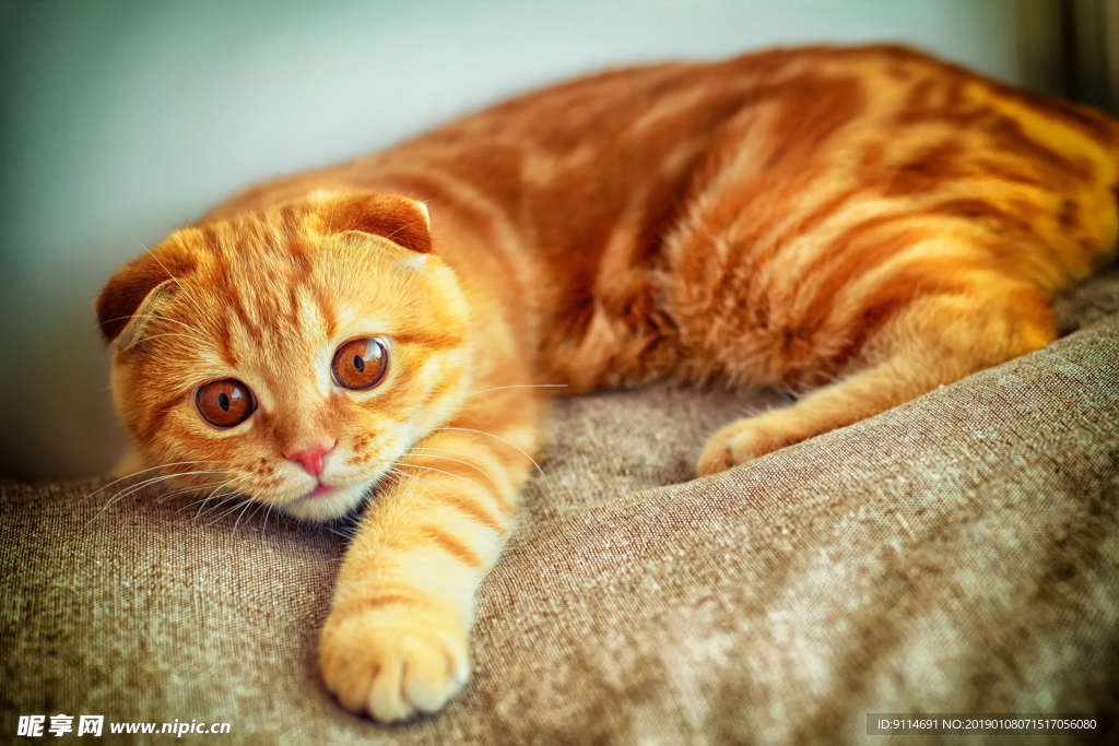 小花猫
