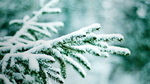 雪松