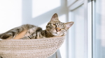 小猫