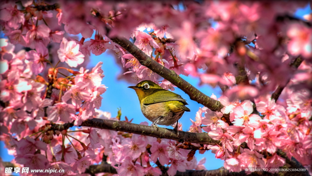 桃花