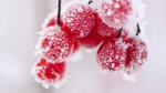 冬雪