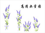 薰衣草