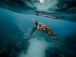 海龟