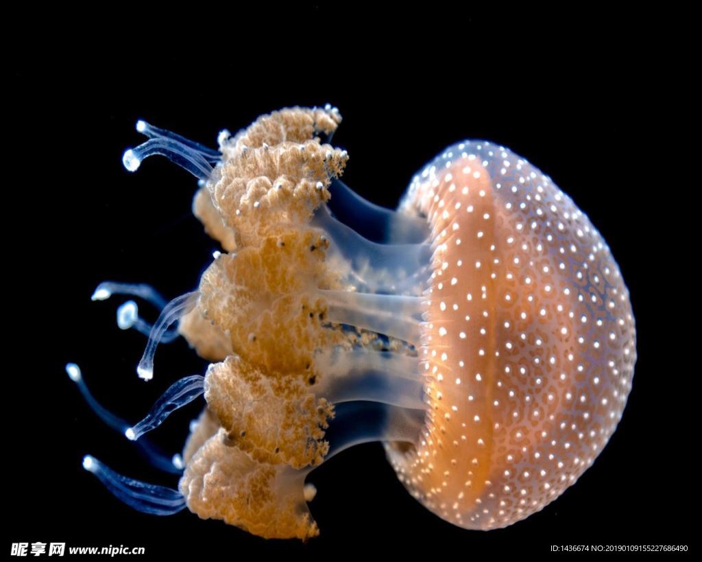 水母-海底世界|摄影|动物|TYYAT - 原创作品 - 站酷 (ZCOOL)