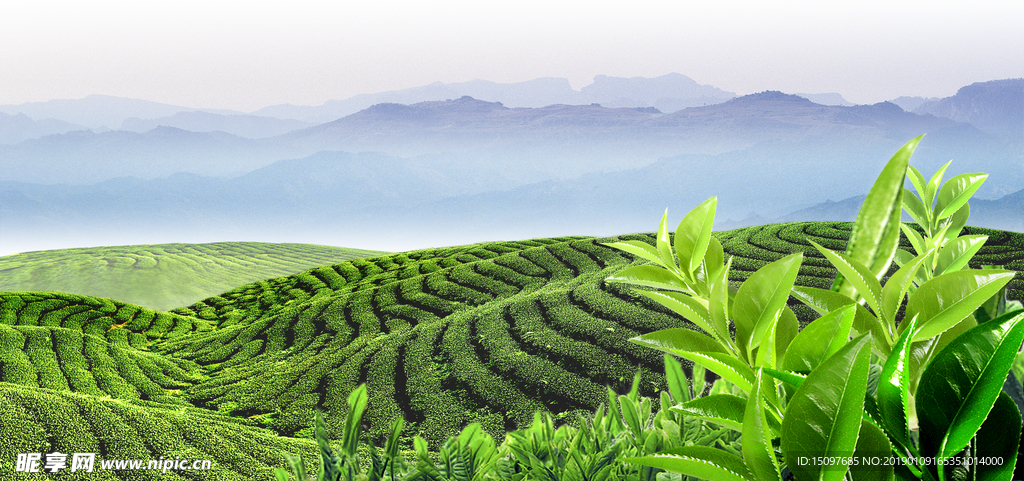 茶山背景