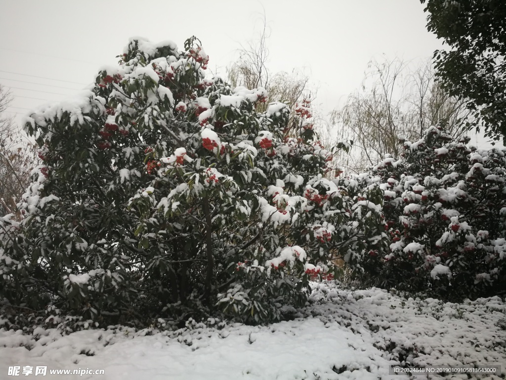 雪中一点红