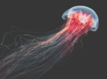 水母