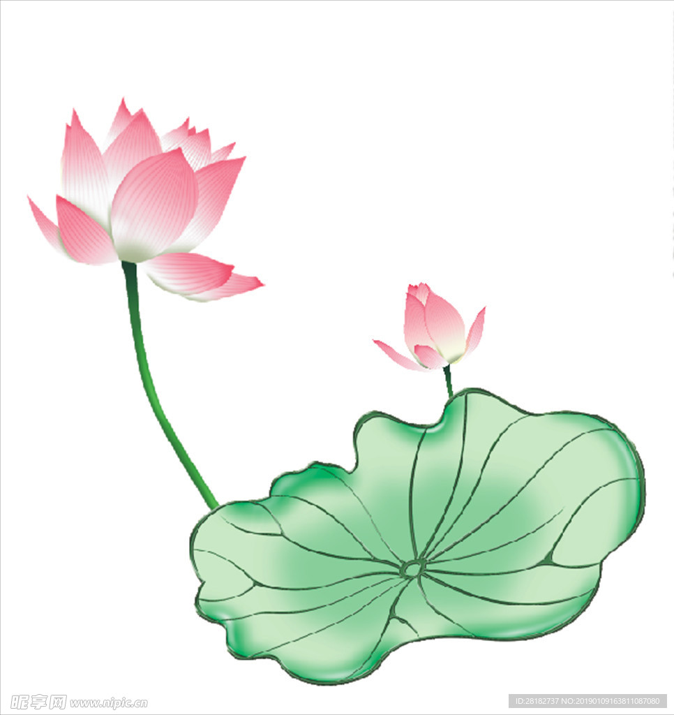 荷花 莲花 荷叶