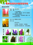 花卉宣传单页