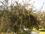 松属类植物