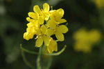 油菜花 油菜籽  黄色  花