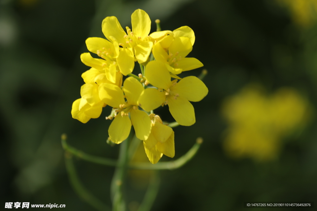 油菜花 油菜籽  黄色  花