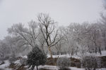 冬天 雪 雾淞