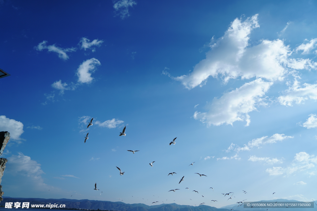 蓝天 白云 海鸥