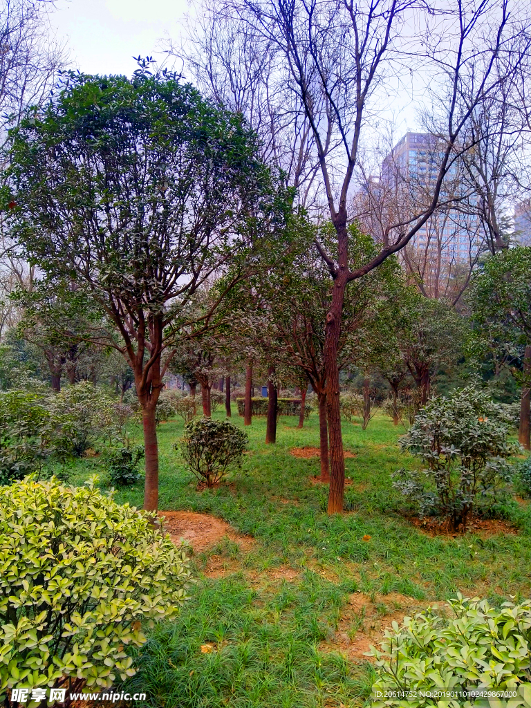 美丽的公园风景