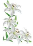 白色百合花